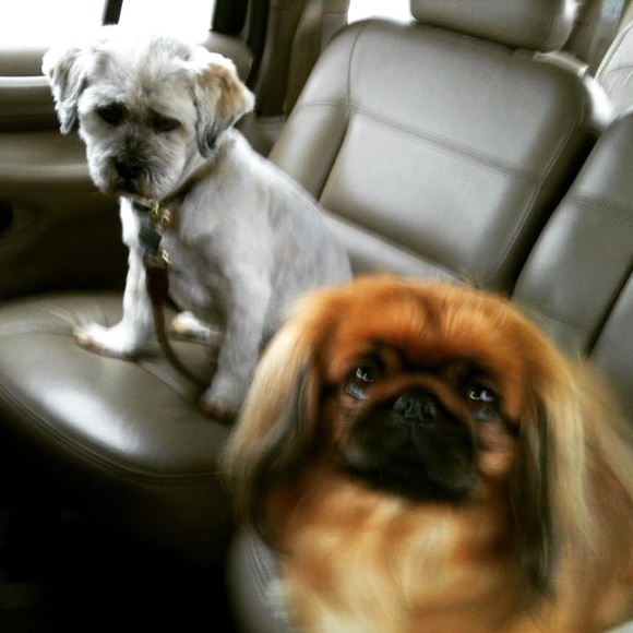 Meet your Posher, Tamare - Picture 1 of 1